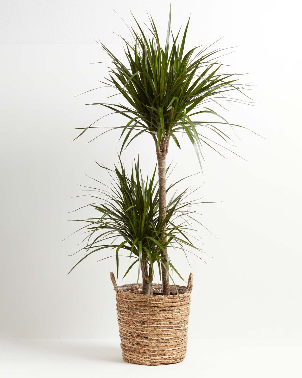 Dracaena Marginata (Dragon Tree Plant) - Image 33