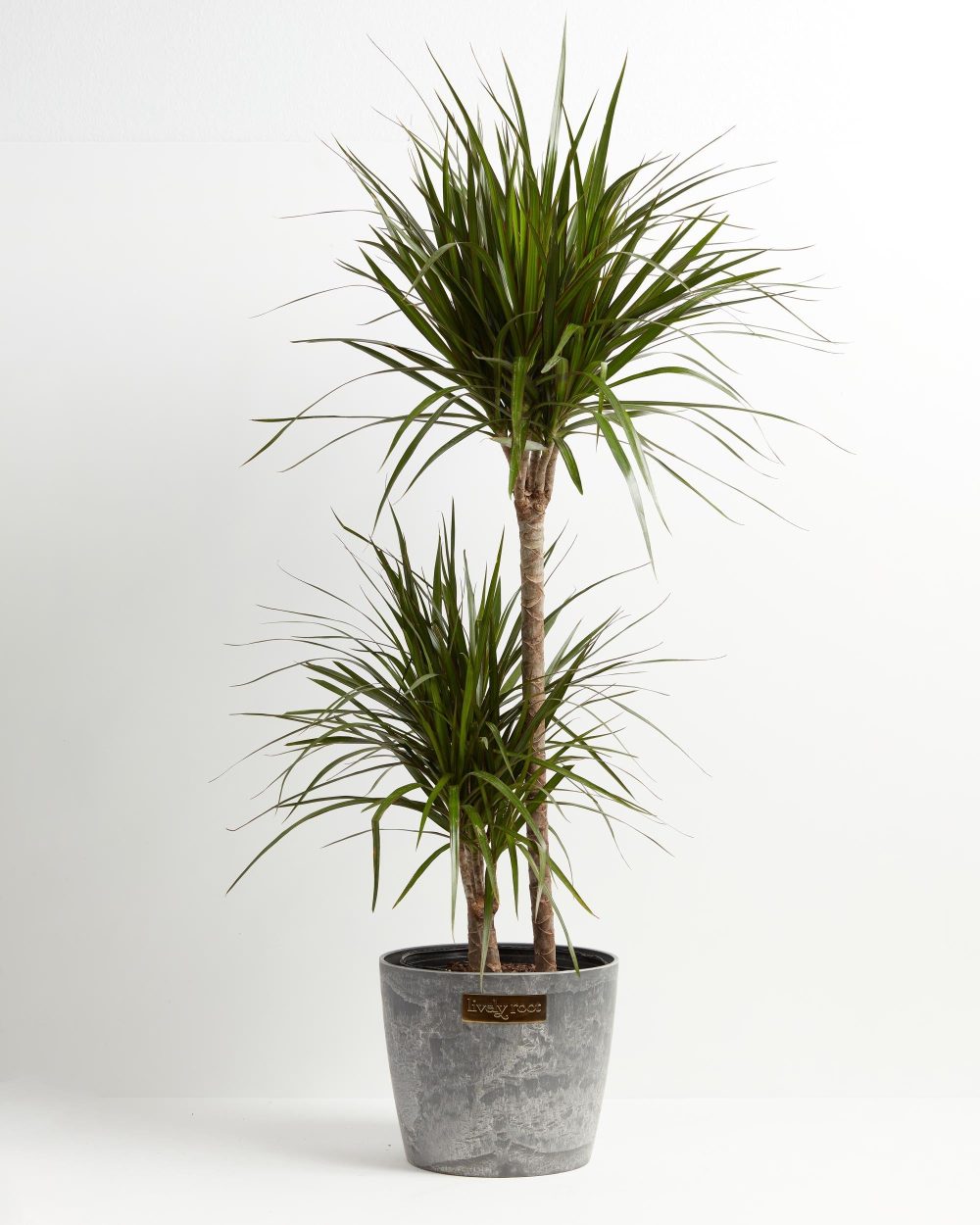 Dracaena Marginata (Dragon Tree Plant) - Image 28