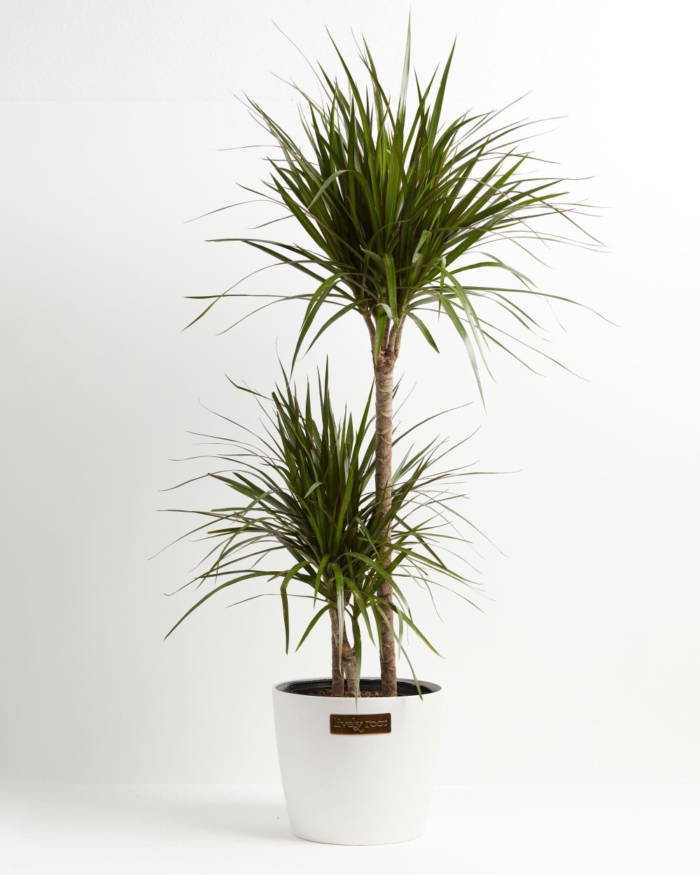 Dracaena Marginata (Dragon Tree Plant) - Image 27