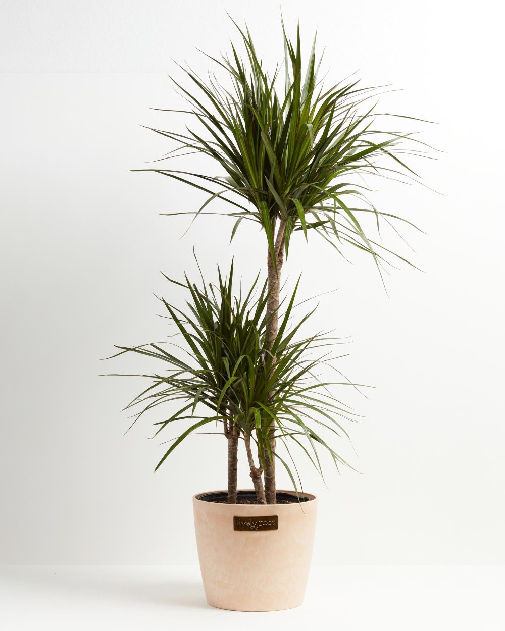 Dracaena Marginata (Dragon Tree Plant) - Image 30