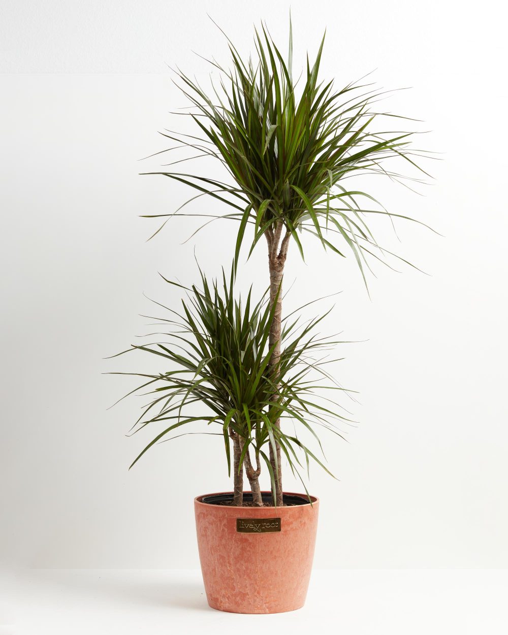 Dracaena Marginata (Dragon Tree Plant) - Image 29