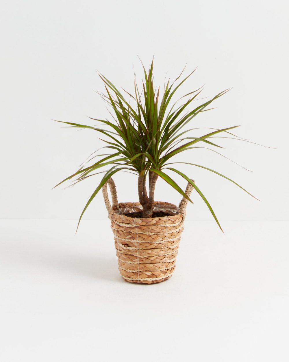 Dracaena Marginata (Dragon Tree Plant) - Image 31