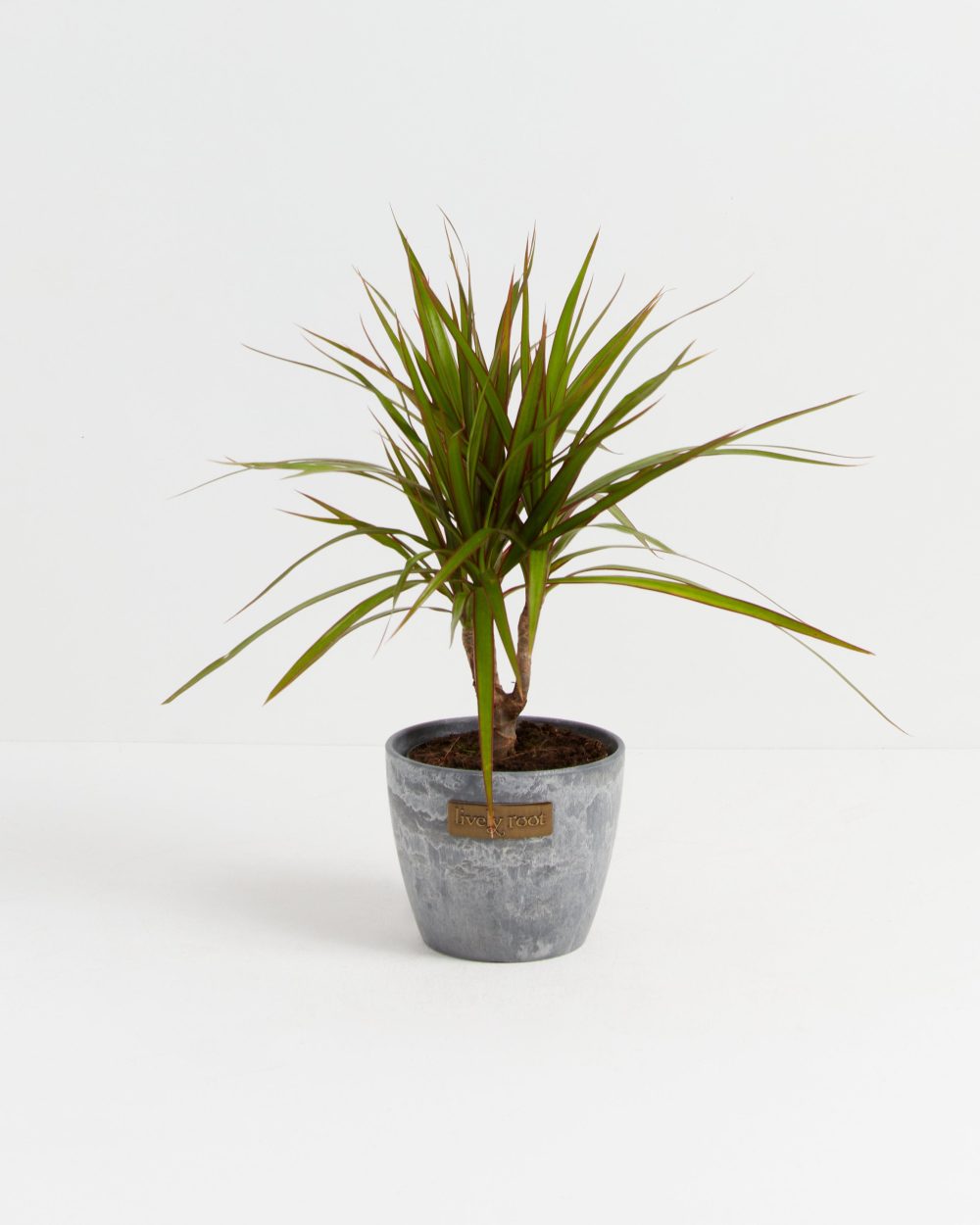 Dracaena Marginata (Dragon Tree Plant) - Image 20