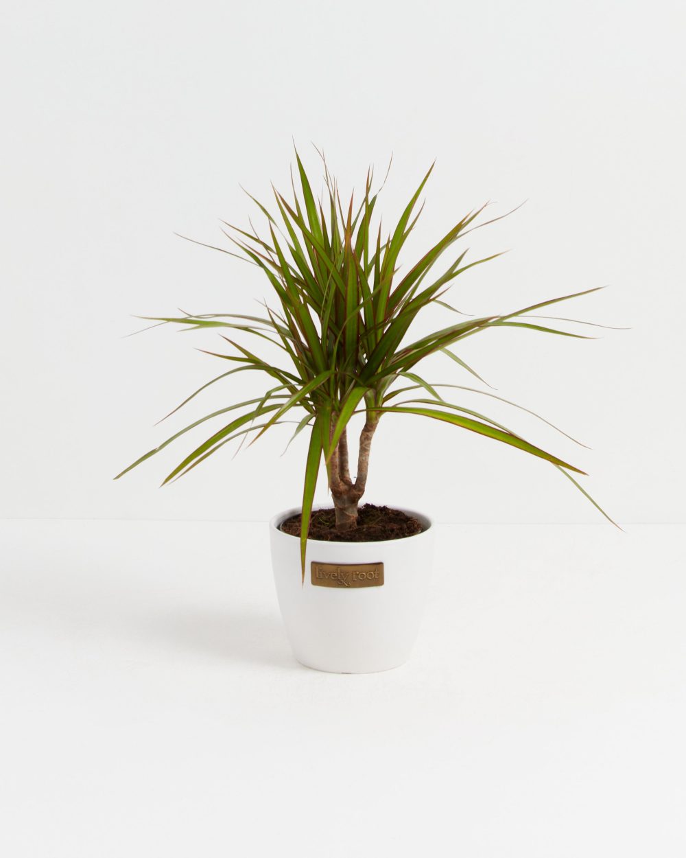 Dracaena Marginata (Dragon Tree Plant) - Image 19