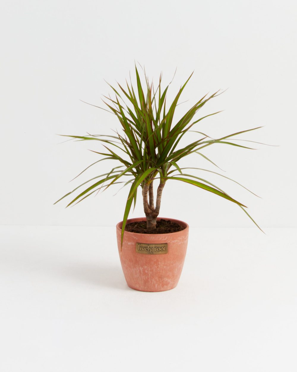 Dracaena Marginata (Dragon Tree Plant) - Image 21