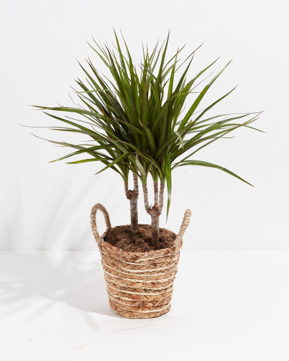 Dracaena Marginata (Dragon Tree Plant) - Image 32