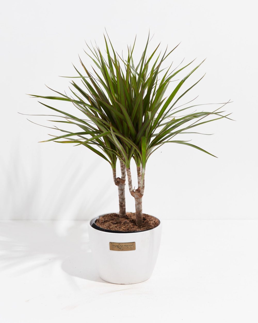 Dracaena Marginata (Dragon Tree Plant) - Image 23