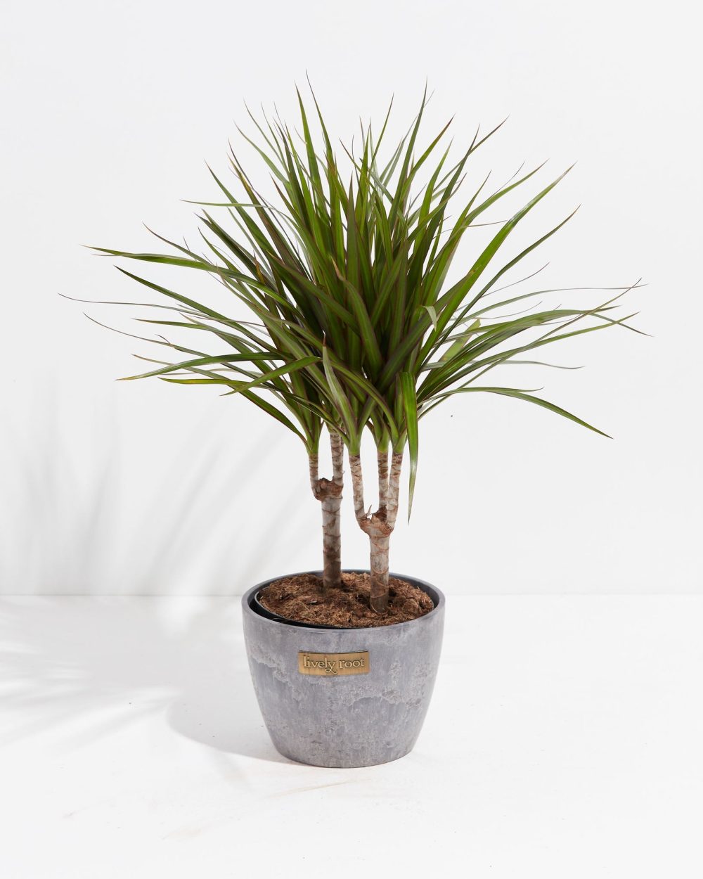 Dracaena Marginata (Dragon Tree Plant) - Image 24