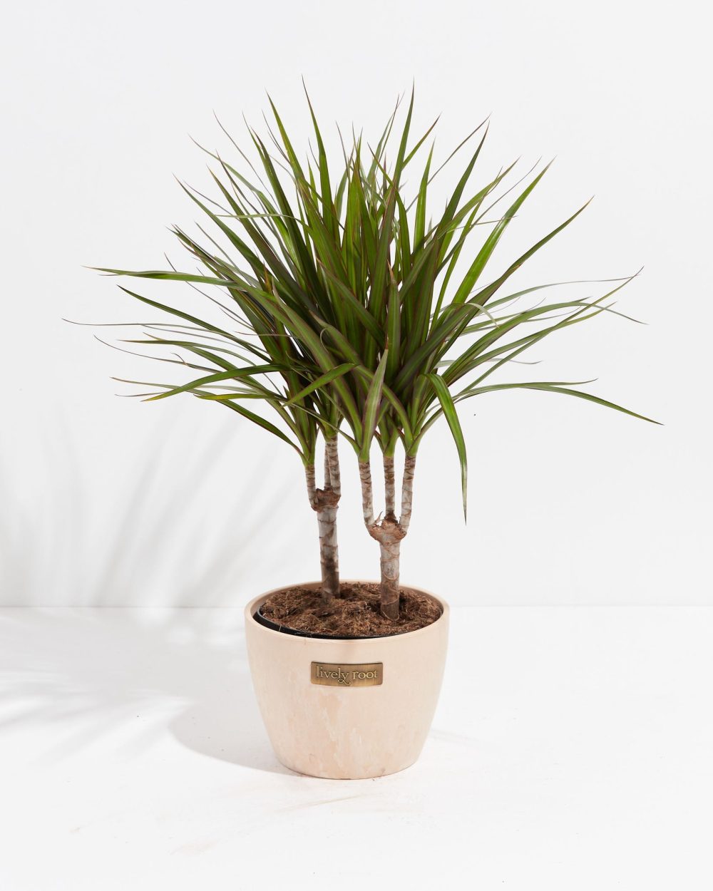 Dracaena Marginata (Dragon Tree Plant) - Image 26