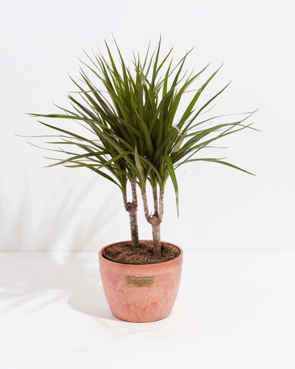 Dracaena Marginata (Dragon Tree Plant) - Image 25