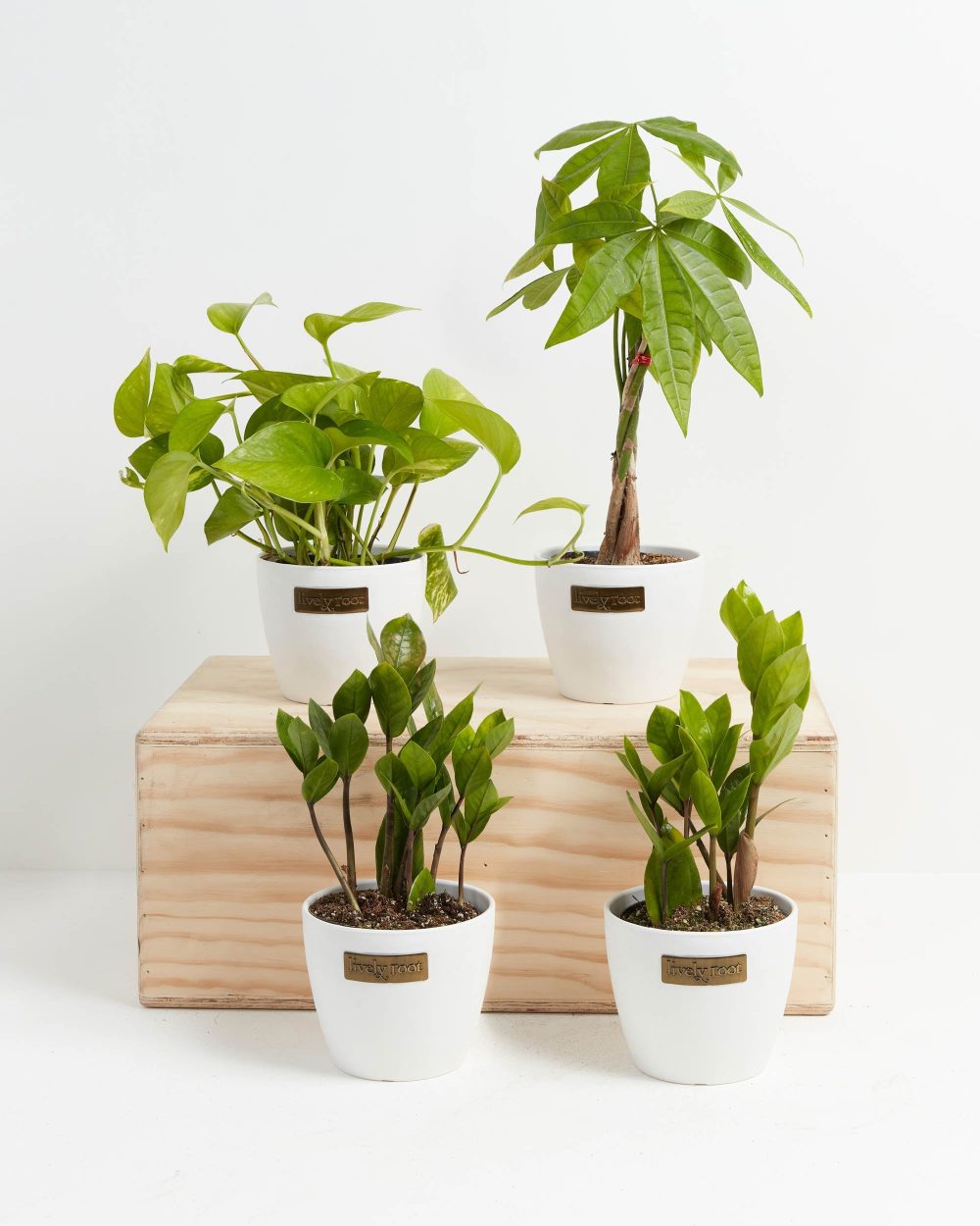 New Plant Parents Bundle - Image 3