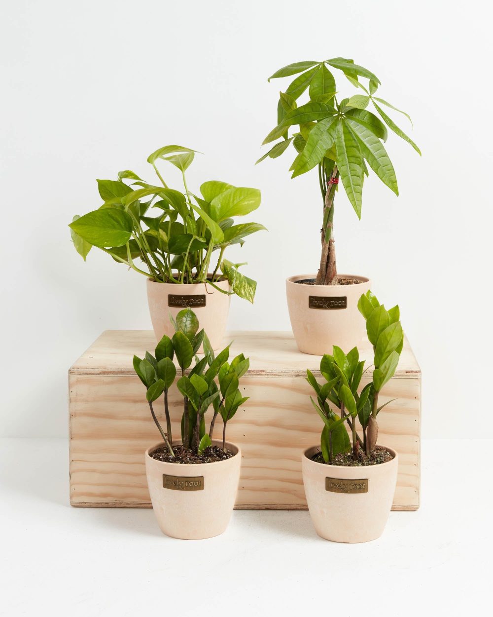 New Plant Parents Bundle - Image 4