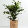 Cat Palm - Image 9