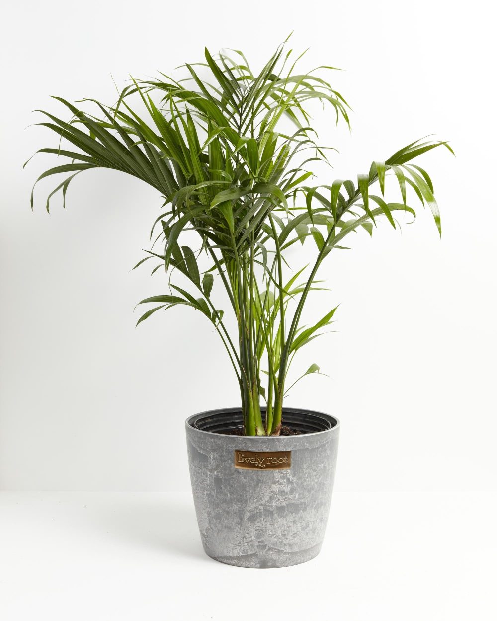 Cat Palm - Image 6