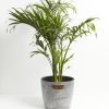 Cat Palm - Image 6