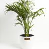 Cat Palm - Image 5