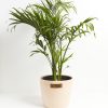 Cat Palm - Image 8