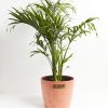 Cat Palm - Image 7