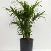 Cat Palm - Image 4