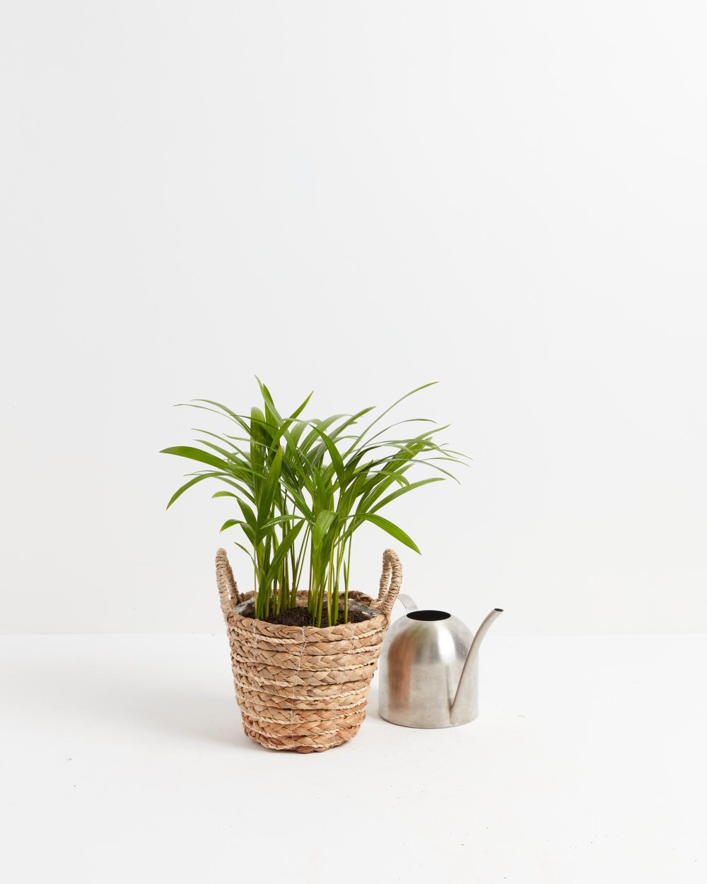 Areca Palm Indoor Tree - Image 7