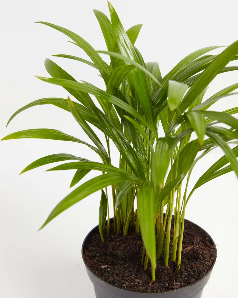 Areca Palm Indoor Tree - Image 5