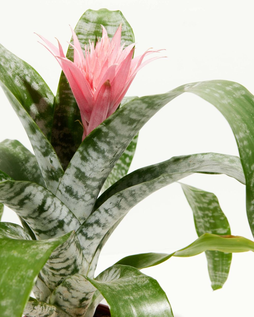Pink Aechmea Bromeliad (Aechmea Fasciata) - Image 3