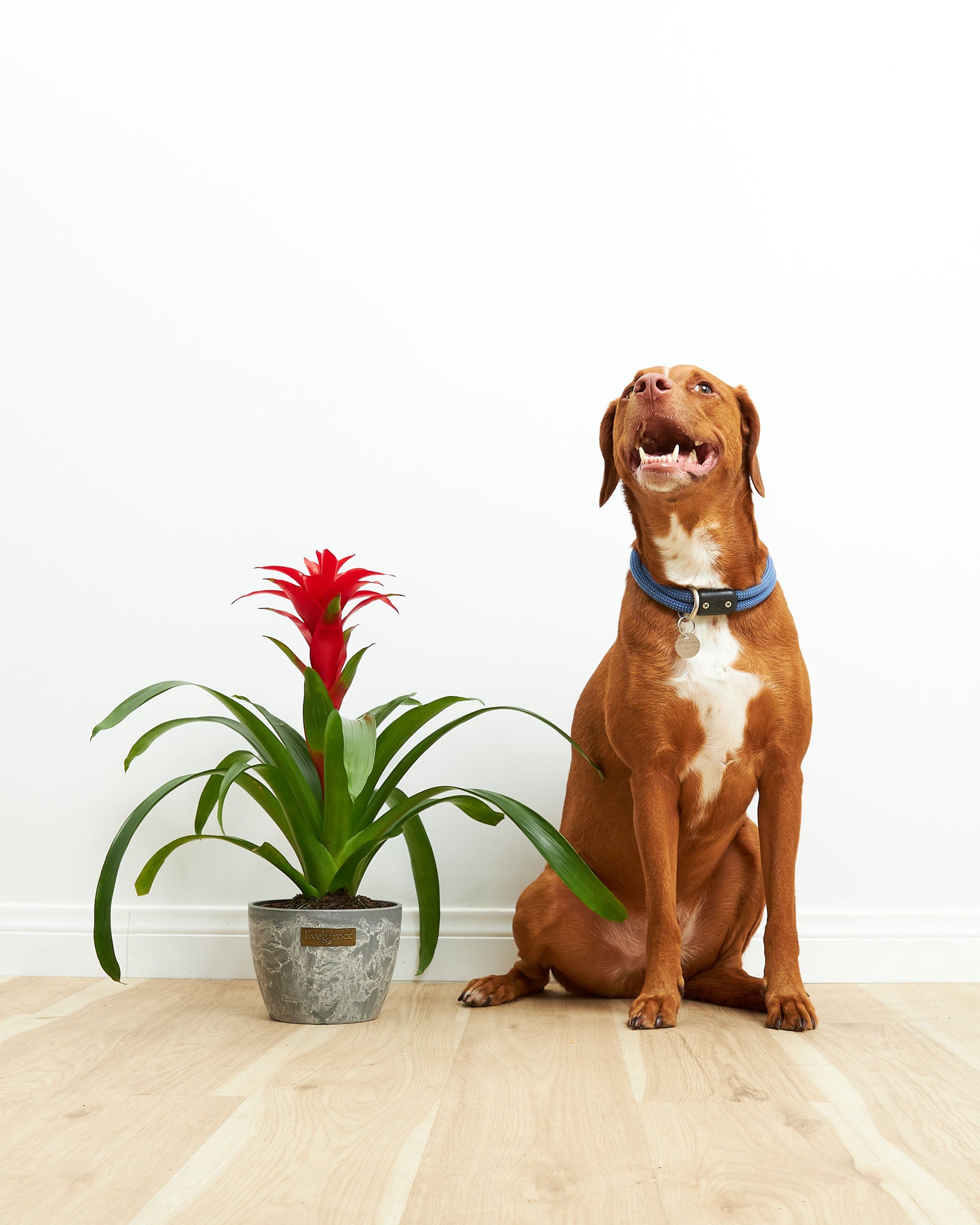 Bromeliad_PetFriendly-2