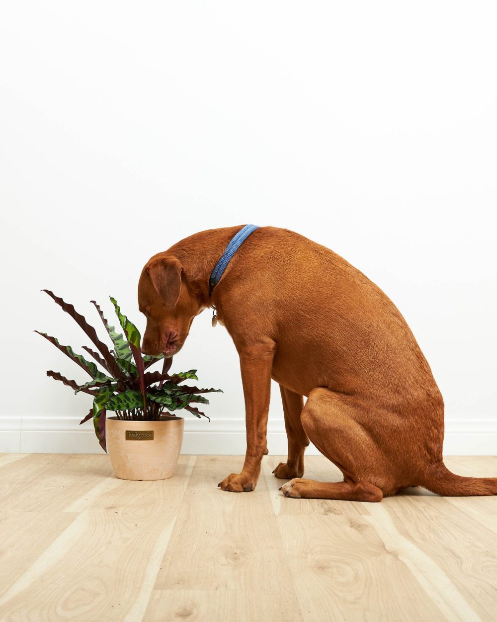 Calathea Rattlesnake - Image 4