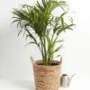 Cat Palm - Image 3