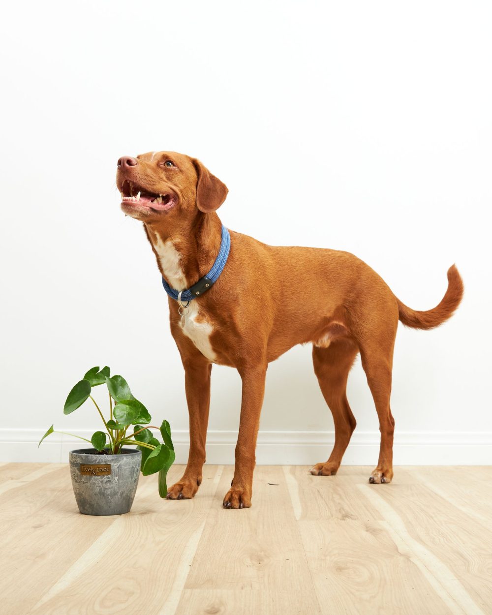 Chinese Money Plant (Pilea Peperomioides) - Image 2