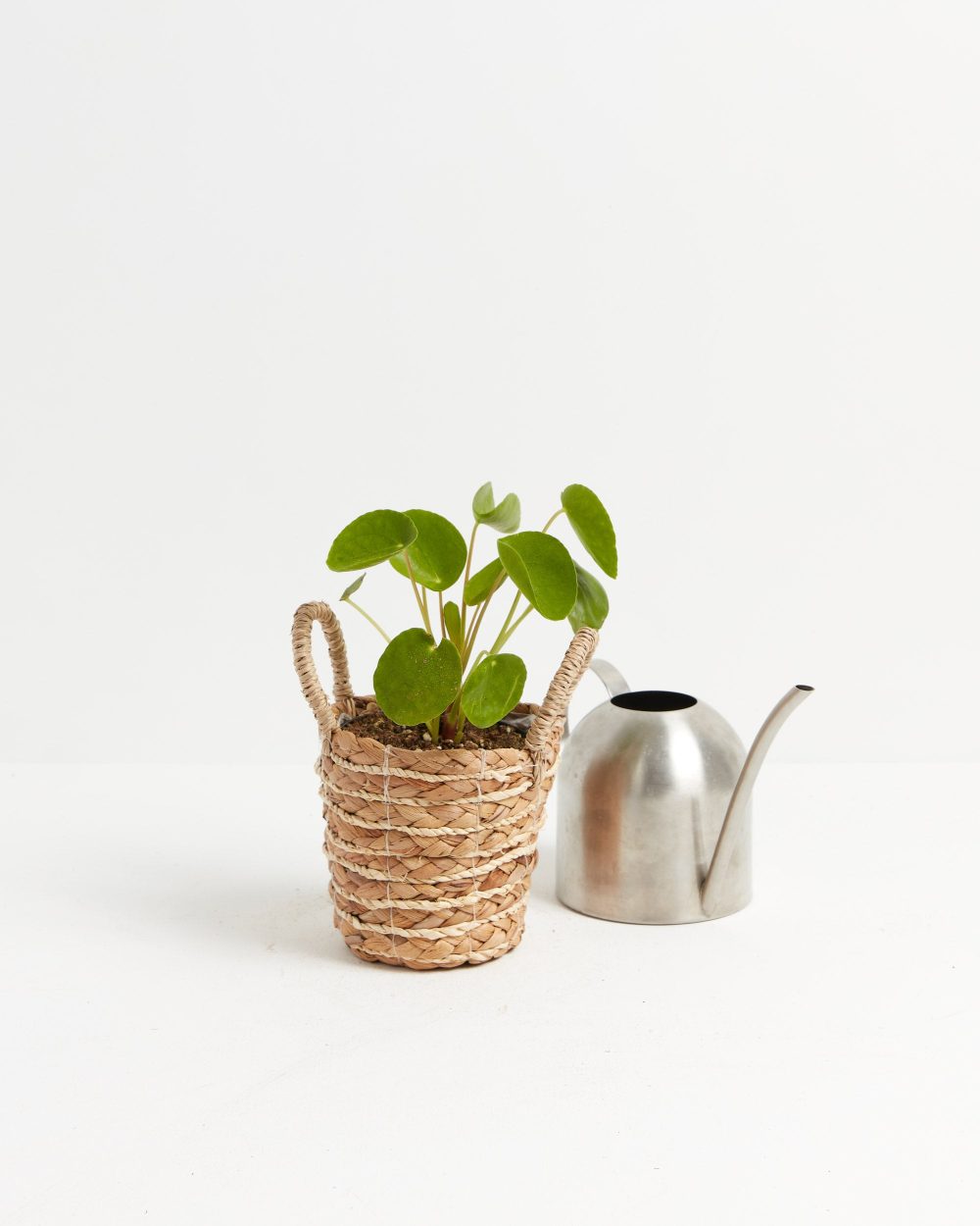 Chinese Money Plant (Pilea Peperomioides) - Image 6