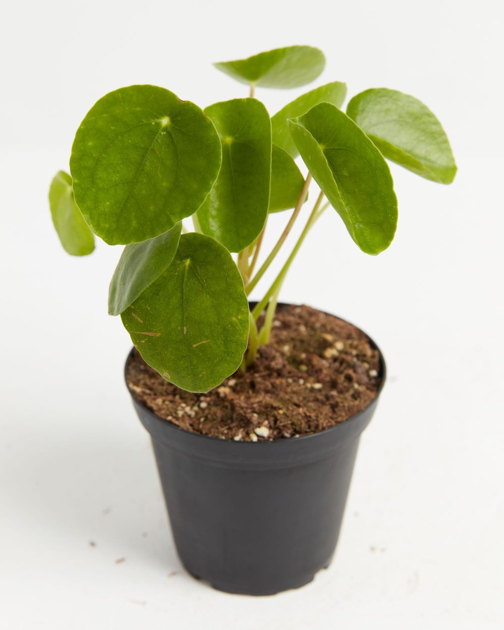Chinese Money Plant (Pilea Peperomioides) - Image 7