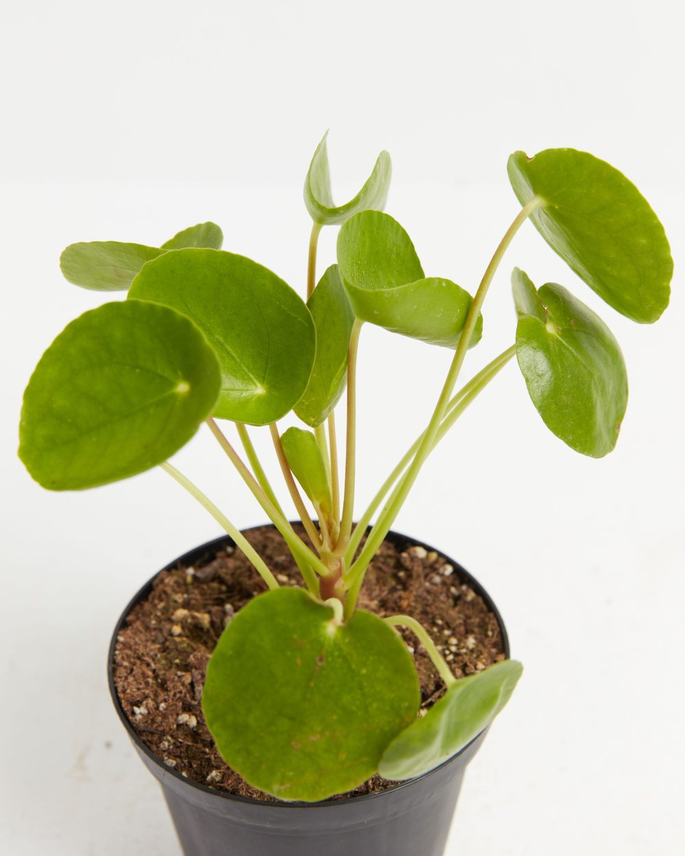 Chinese Money Plant (Pilea Peperomioides) - Image 8