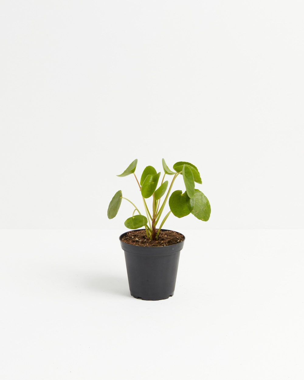 Chinese Money Plant (Pilea Peperomioides) - Image 5
