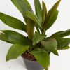Cordyline fruticosa glauca (Good Luck Plant) - Image 2