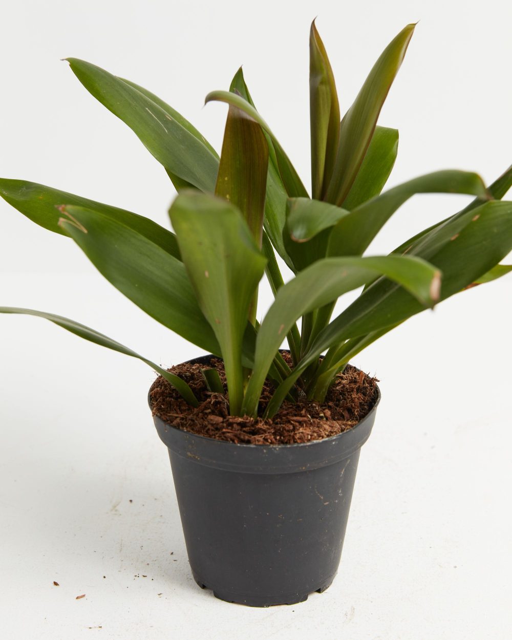 Cordyline fruticosa glauca (Good Luck Plant) - Image 3