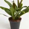 Cordyline fruticosa glauca (Good Luck Plant) - Image 3
