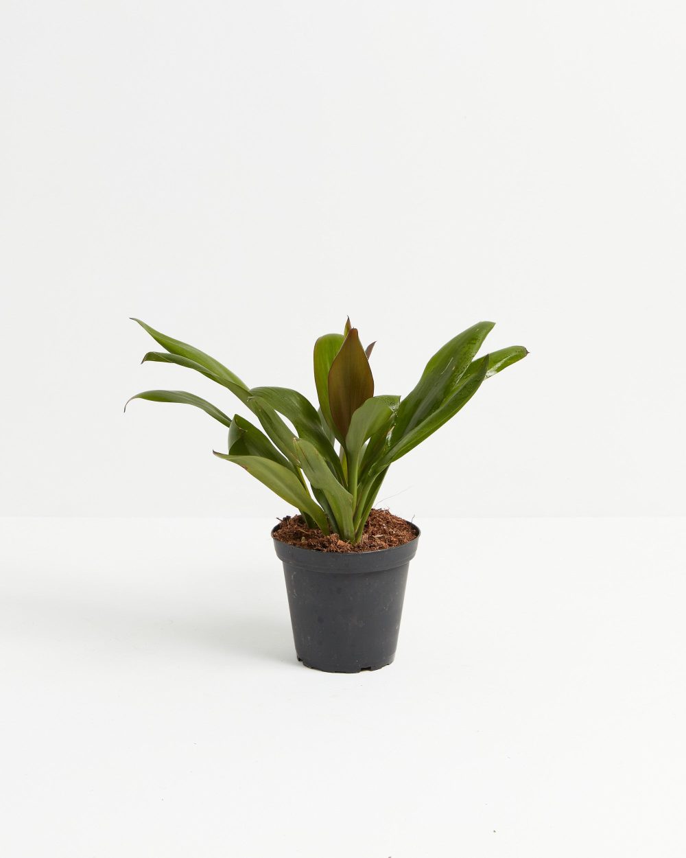 Cordyline fruticosa glauca (Good Luck Plant) - Image 6