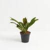 Cordyline fruticosa glauca (Good Luck Plant) - Image 6