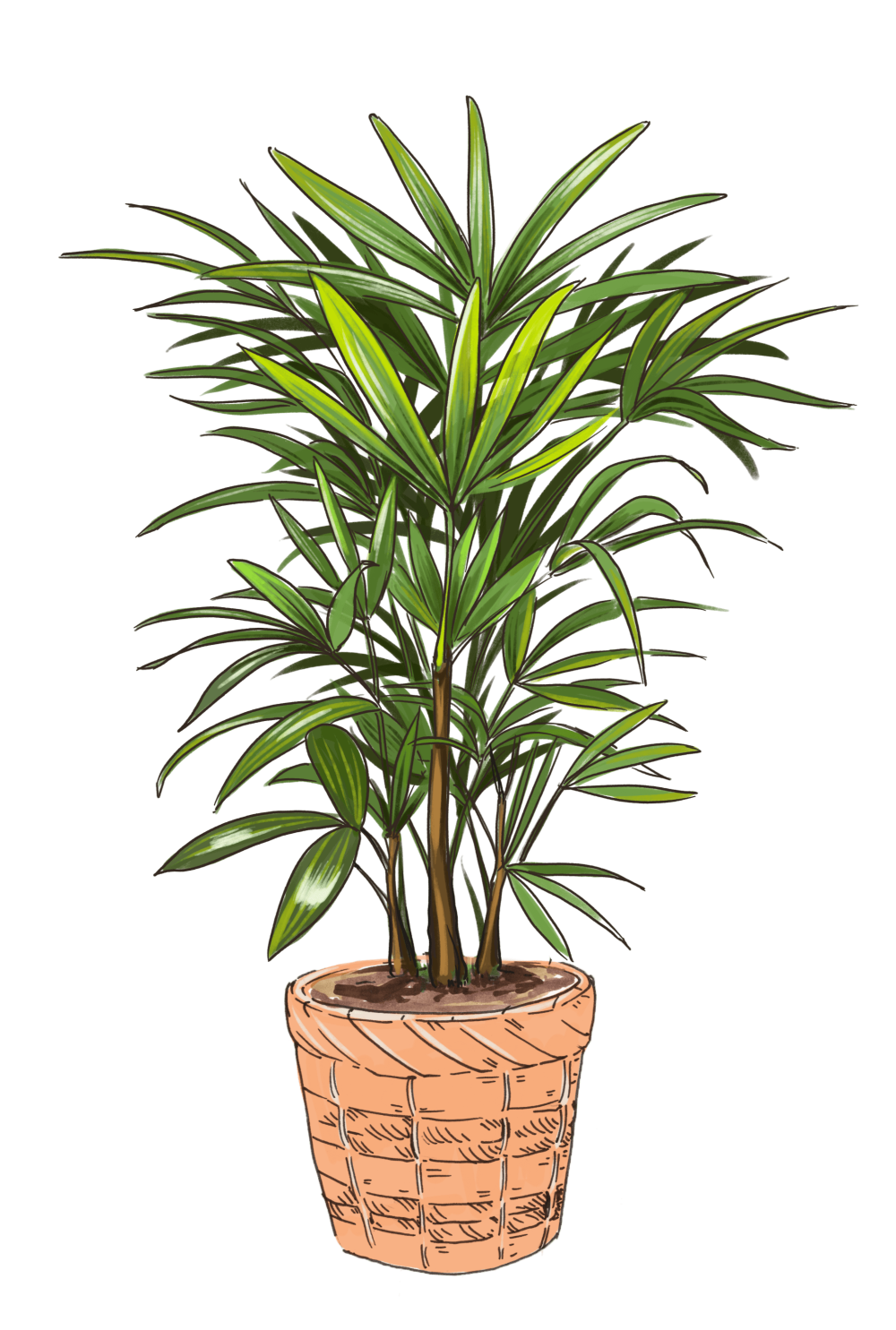Lady Palm - Image 6