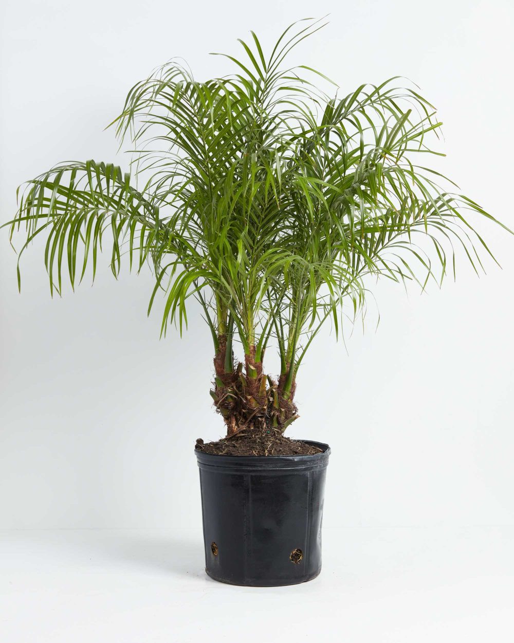 Pygmy Date Palm - Image 3