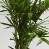 Cat Palm - Image 2