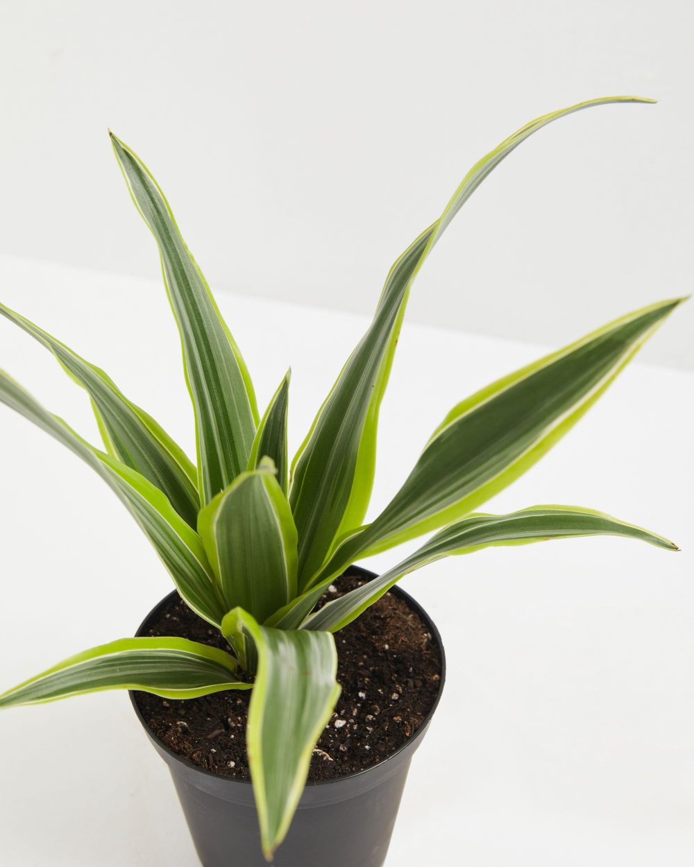 Dracaena Lemon Lime - Image 4