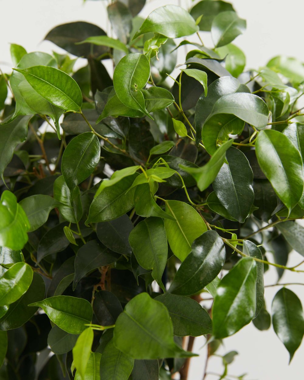 Ficus Benjamina Midnight Braid - Image 6