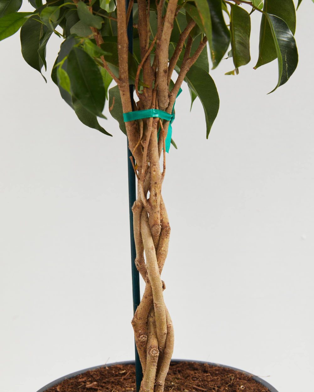 Ficus Benjamina Midnight Braid - Image 5