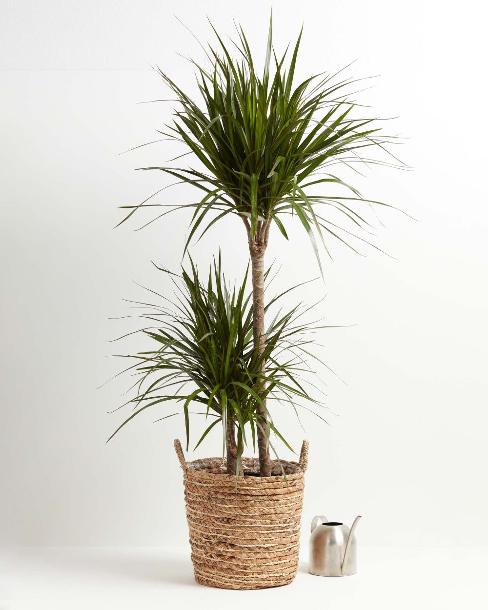 Dracaena Marginata (Dragon Tree Plant) - Image 8