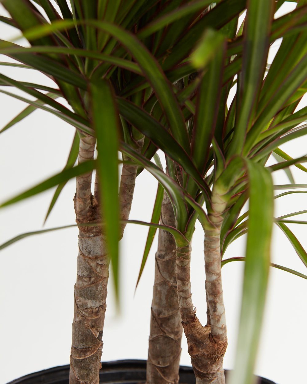 Dracaena Marginata (Dragon Tree Plant) - Image 6
