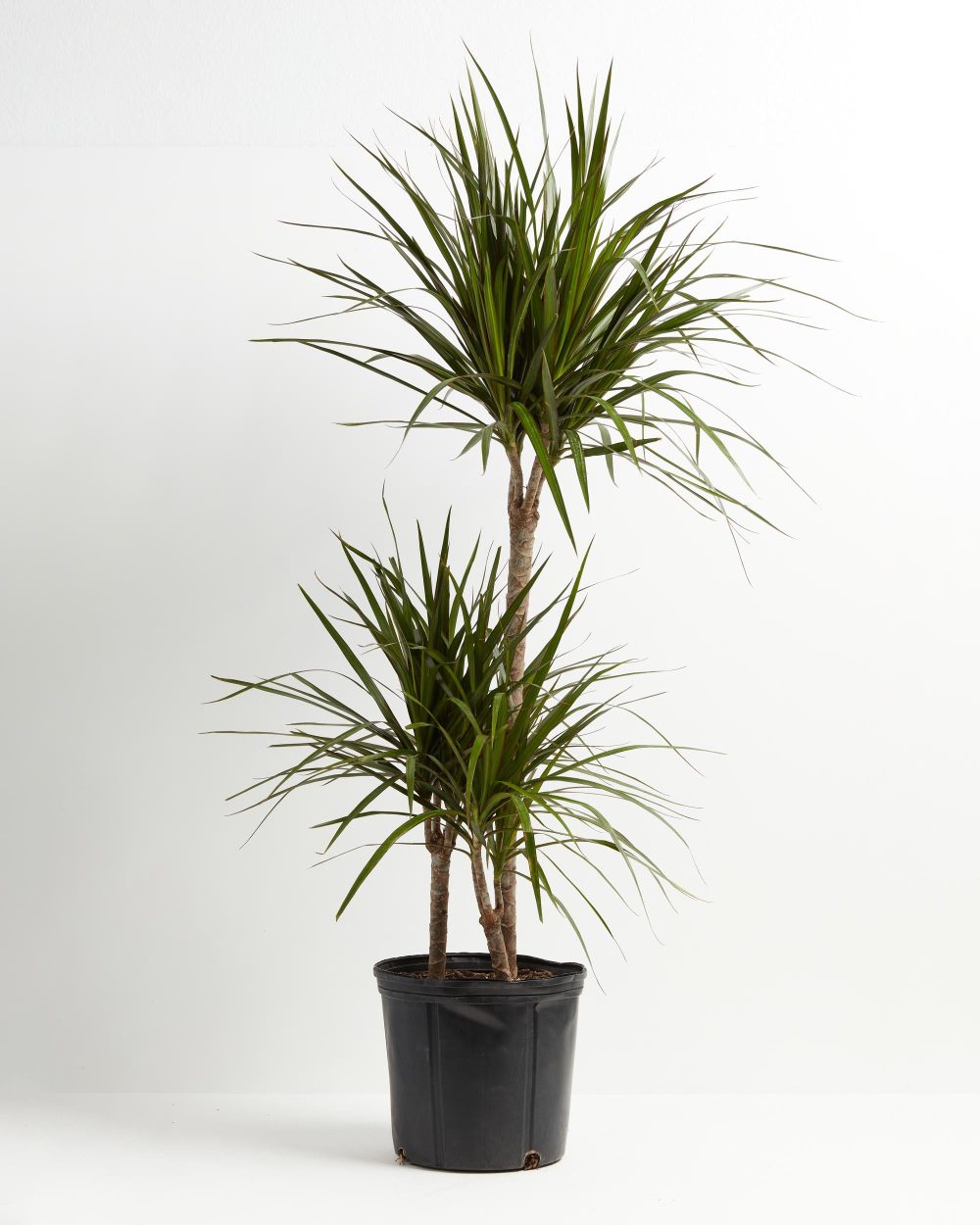 Dracaena Marginata (Dragon Tree Plant) - Image 9