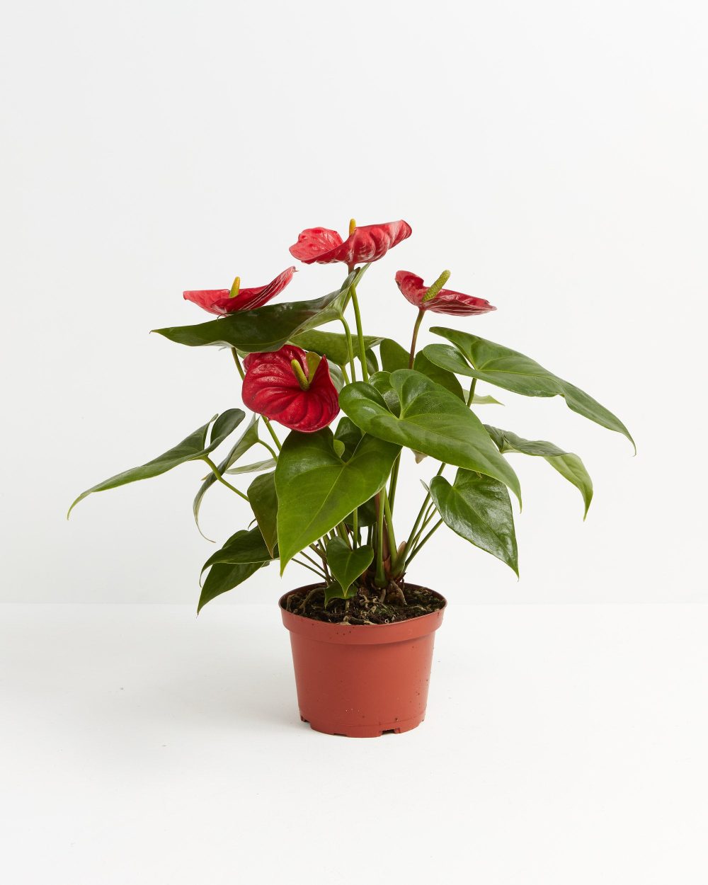 Flamingo Flower - Image 7