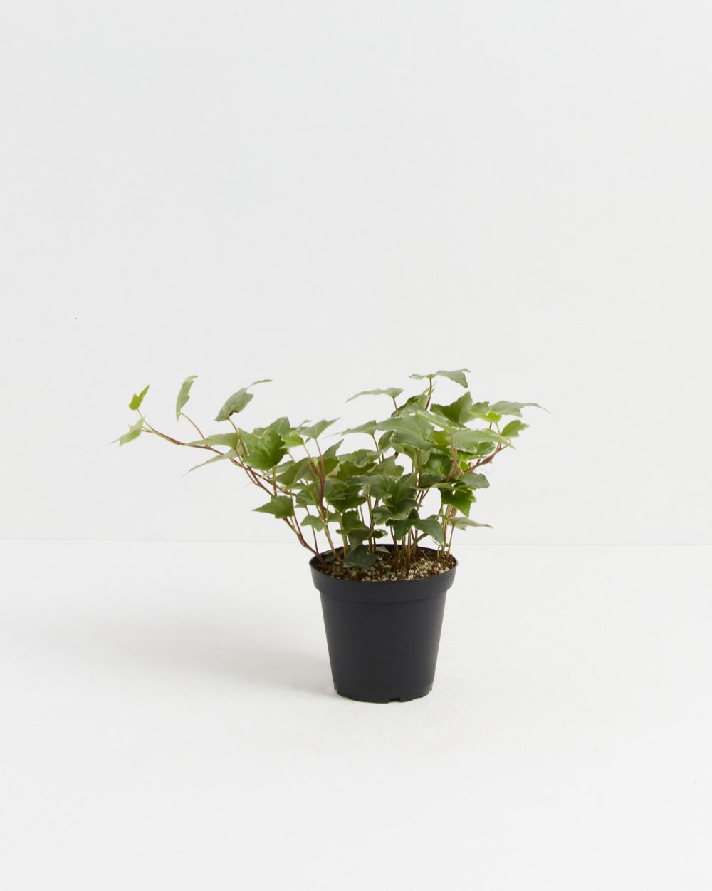 English Ivy Glacier - Image 5